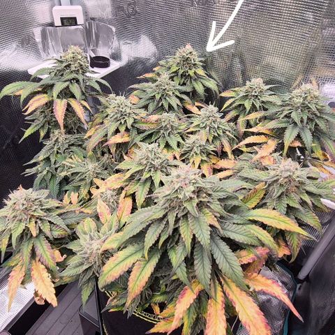 Ayahuasca Purple #1 growlog timeline photo