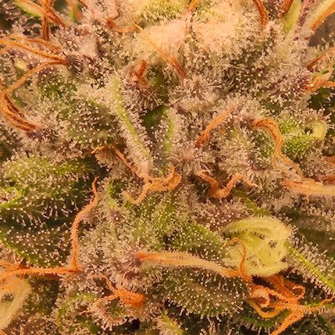 Ayahuasca Purple #1 growlog timeline photo