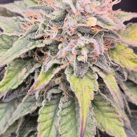 Ayahuasca Purple #1 growlog timeline photo
