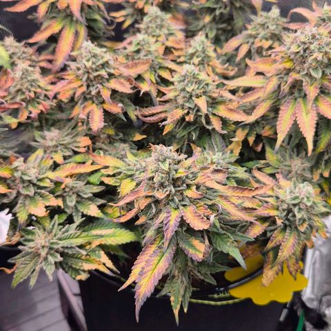 Ayahuasca Purple #1 growlog photo: 7.Blütewoche