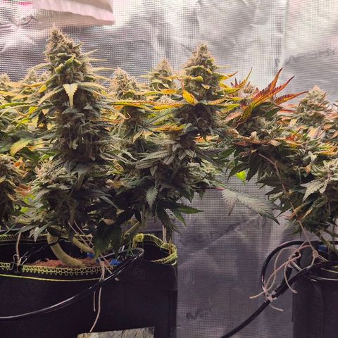 Ayahuasca Purple #1 growlog photo: 7.Blütewoche