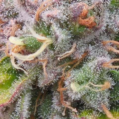 Ayahuasca Purple #1 growlog photo: 7.Blütewoche