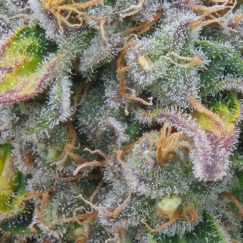 Ayahuasca Purple #1 growlog timeline photo
