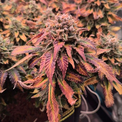Ayahuasca Purple #1 growlog timeline photo