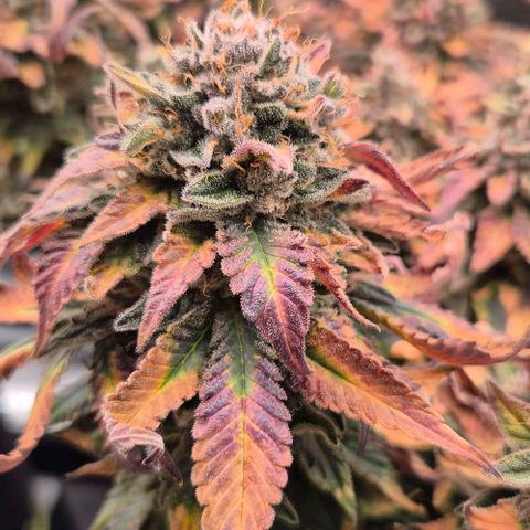 Ayahuasca Purple #1 growlog timeline photo