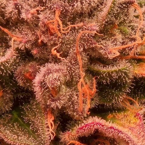 Ayahuasca Purple #1 growlog timeline photo