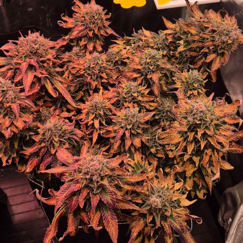 Ayahuasca Purple #1 growlog timeline photo