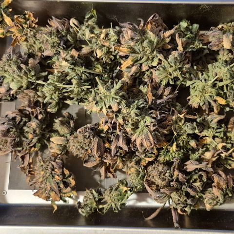 Ayahuasca Purple #1 growlog photo: Soweit trocken, sehr fruchtige Duft Note, getrimmt und in die trocken Kiste gelegt..Reste ins Gefrierfach zur weiteren kief Verarbeitung 