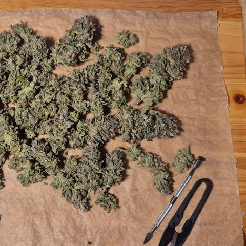 Ayahuasca Purple #1 growlog photo: Soweit trocken, sehr fruchtige Duft Note, getrimmt und in die trocken Kiste gelegt..Reste ins Gefrierfach zur weiteren kief Verarbeitung 
