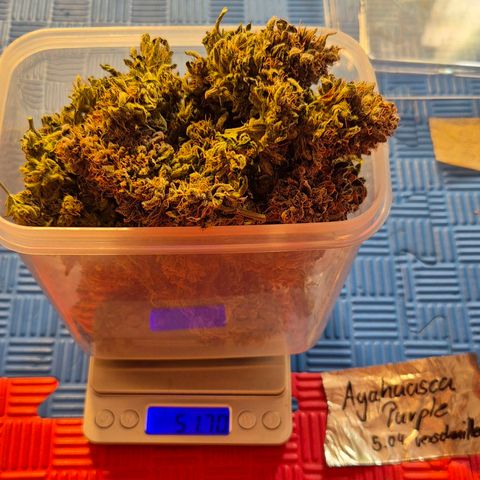 Ayahuasca Purple #1 growlog photo: Eine dicke Traube wurde schon ...;) vermutlich + 2-3g