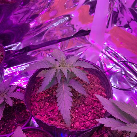 Gelat. OG  growlog photo: Week 2 of Veg