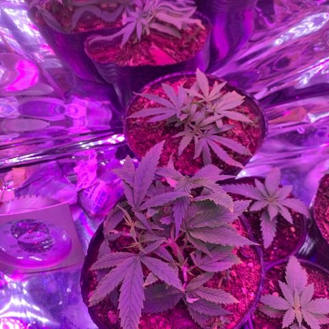 Gelat. OG  growlog photo: Week 2 of Veg