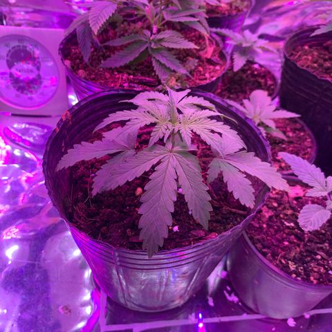 Gelat. OG  growlog photo: Week 2 of Veg