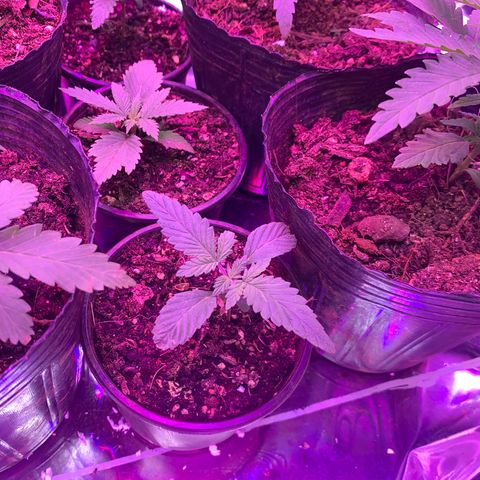 Gelat. OG  growlog photo: Week 2 of Veg