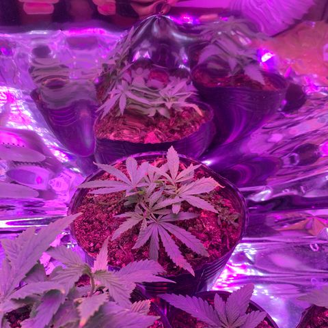 Gelat. OG  growlog photo: Week 2 of Veg