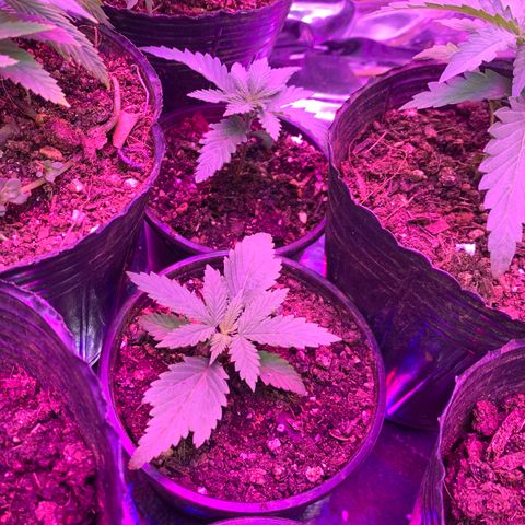 Gelat. OG  growlog photo: Week 2 of Veg
