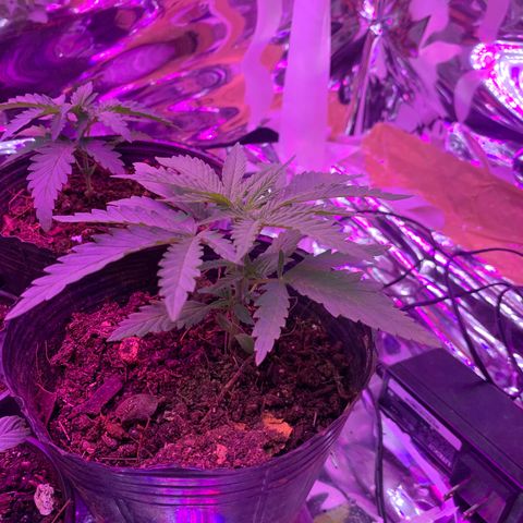Gelat. OG  growlog photo: Week 2 of Veg
