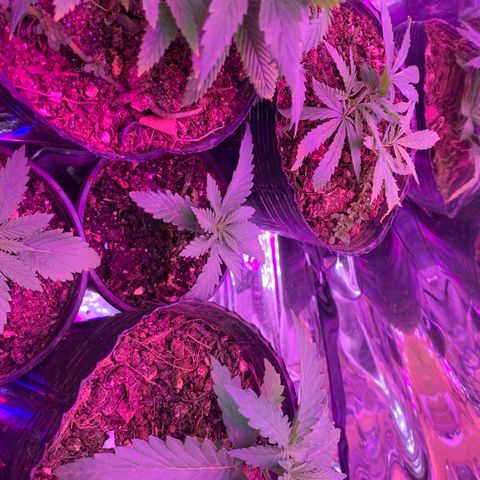 Gelat. OG  growlog timeline photo