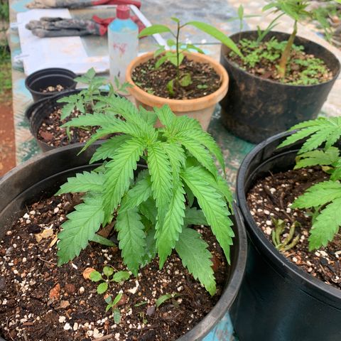 Gelat. OG  growlog timeline photo