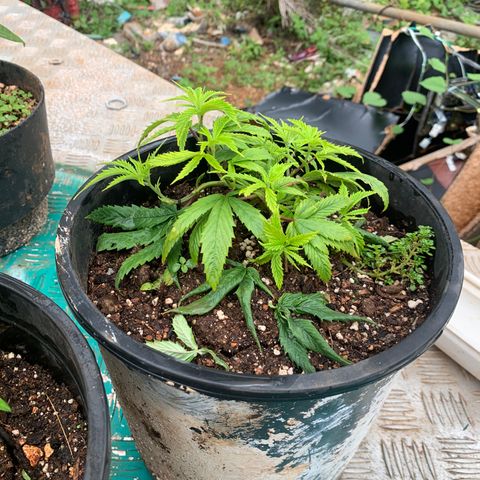 Gelat. OG  growlog timeline photo