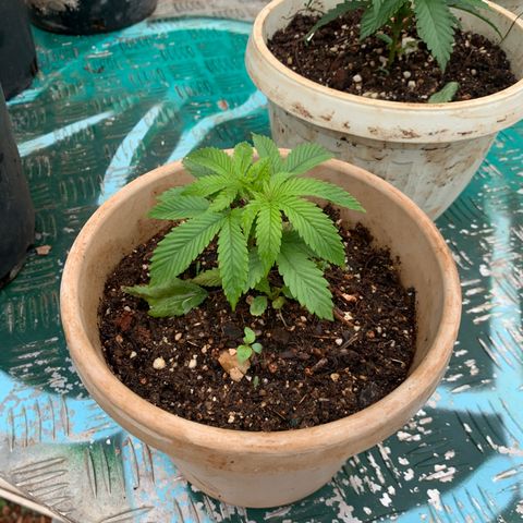 Gelat. OG  growlog timeline photo