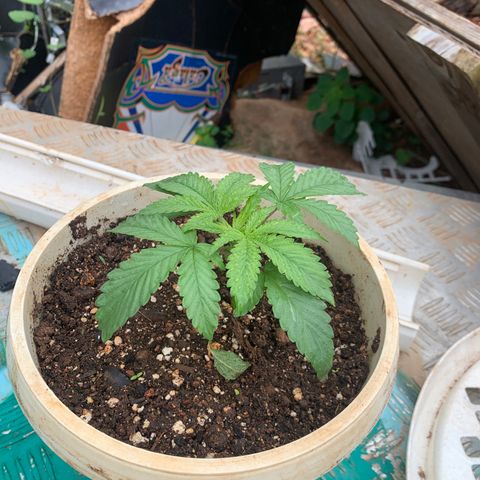 Gelat. OG  growlog timeline photo