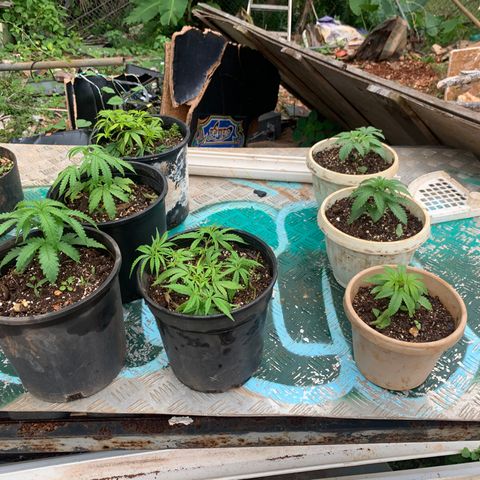 Gelat. OG  growlog timeline photo
