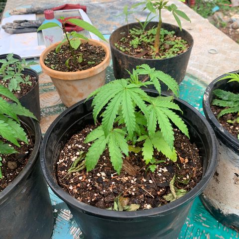 Gelat. OG  growlog timeline photo