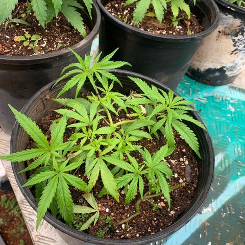 Gelat. OG  growlog timeline photo