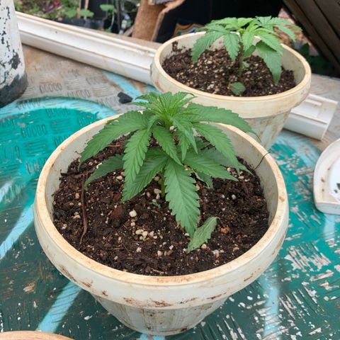Gelat. OG  growlog timeline photo