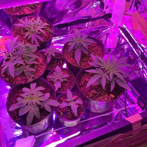 Gelat. OG  growlog timeline photo