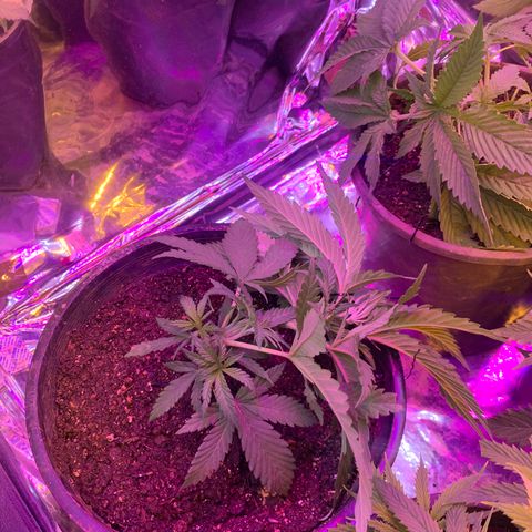 Gelat. OG  growlog timeline photo