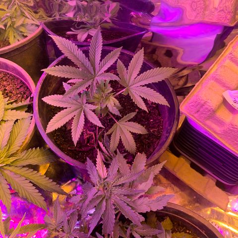 Gelat. OG  growlog timeline photo