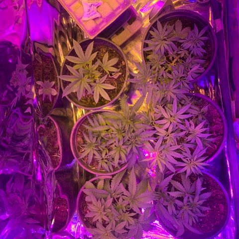 Gelat. OG  growlog timeline photo