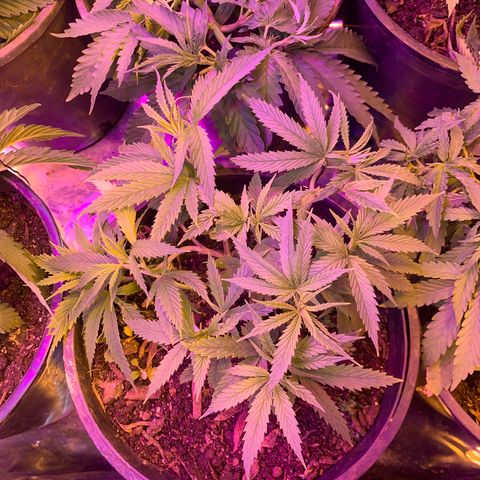 Gelat. OG  growlog timeline photo