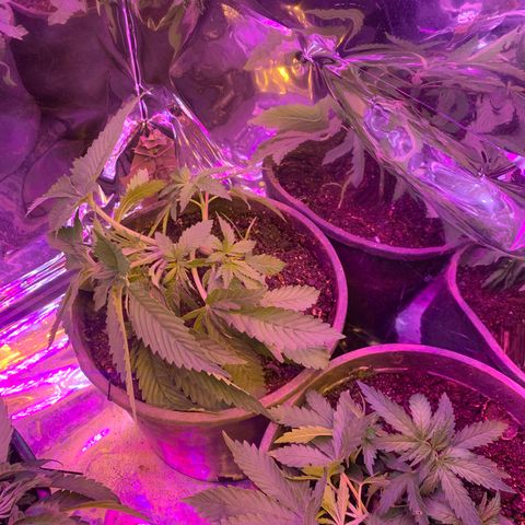 Gelat. OG  growlog timeline photo