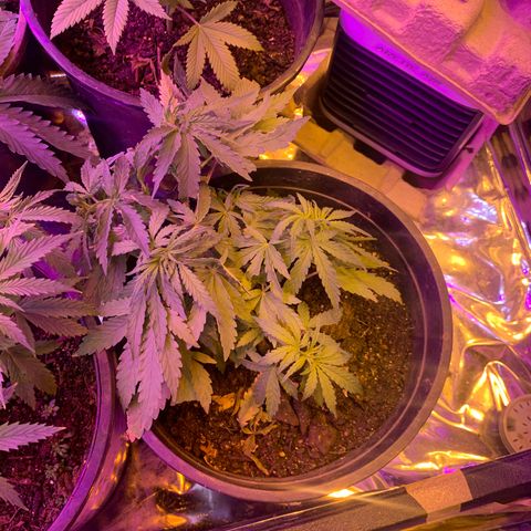 Gelat. OG  growlog timeline photo