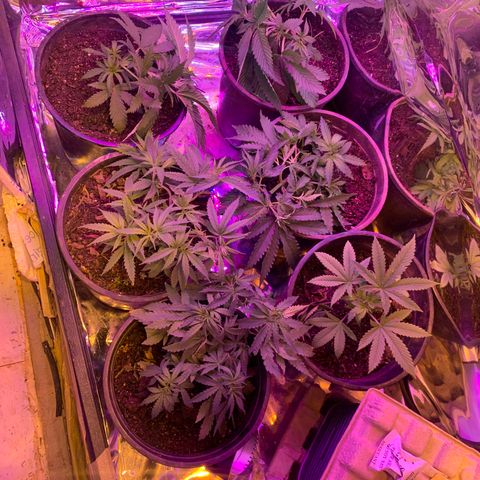 Gelat. OG  growlog timeline photo