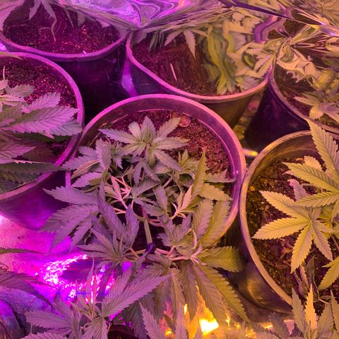 Gelat. OG  growlog timeline photo