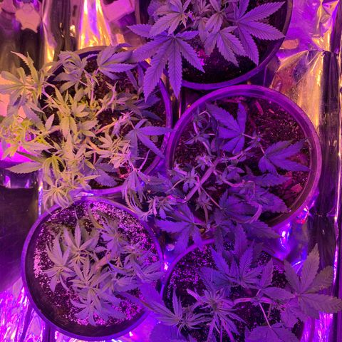 Gelat. OG  growlog photo: defoliation 