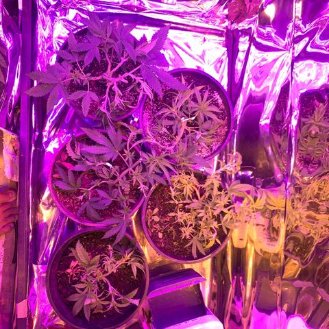 Gelat. OG  growlog photo: super crop/Defoliation 