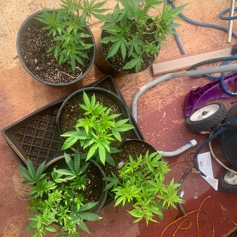 Gelat. OG  growlog photo: Sunday Update