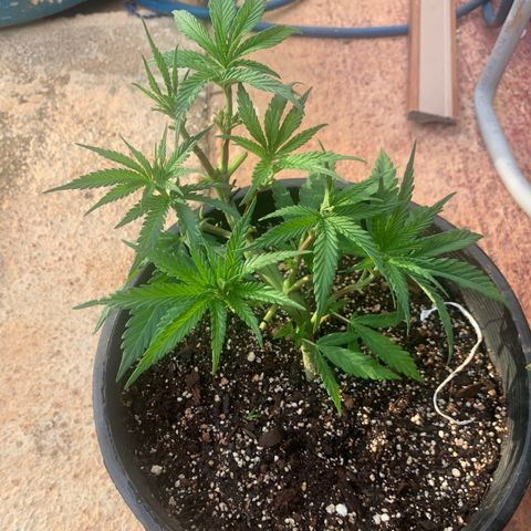 Gelat. OG  growlog photo: Sunday Update (Individual)
1. Gelot.OG #1
2. Mommy Maroon
3. Gelot.OG #2
4. Northern Latte Heights
5. LRg