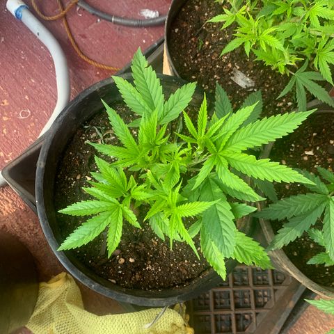 Gelat. OG  growlog photo: Sunday Update (Individual)
1. Gelot.OG #1
2. Mommy Maroon
3. Gelot.OG #2
4. Northern Latte Heights
5. LRg