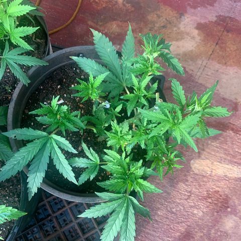 Gelat. OG  growlog photo: Sunday Update (Individual)
1. Gelot.OG #1
2. Mommy Maroon
3. Gelot.OG #2
4. Northern Latte Heights
5. LRg