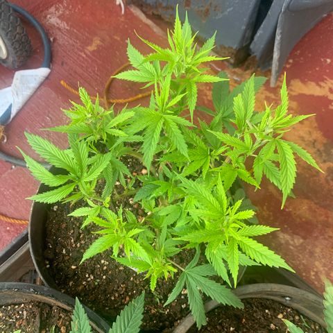 Gelat. OG  growlog photo: Sunday Update (Individual)
1. Gelot.OG #1
2. Mommy Maroon
3. Gelot.OG #2
4. Northern Latte Heights
5. LRg