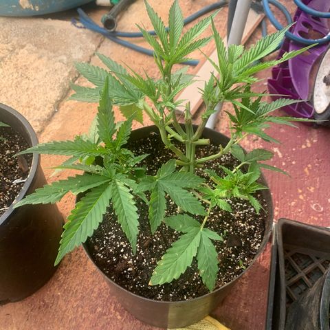 Gelat. OG  growlog photo: Sunday Update (Individual)
1. Gelot.OG #1
2. Mommy Maroon
3. Gelot.OG #2
4. Northern Latte Heights
5. LRg