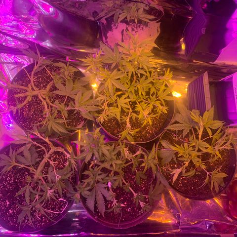 Gelat. OG  growlog photo: Low Stress Training
