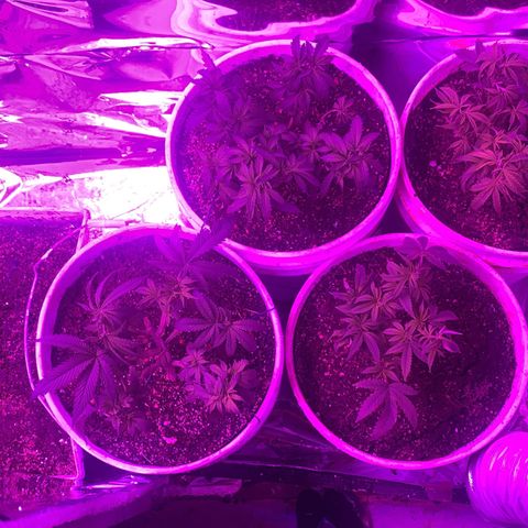 Gelat. OG  growlog photo: transplant+LST(Low Stress Training)Tie down