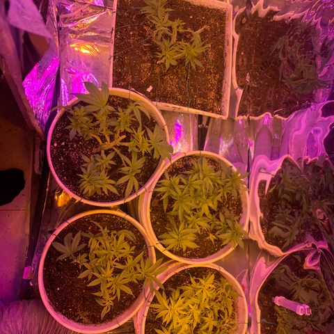 Gelat. OG  growlog photo: transplant+LST(Low Stress Training)Tie down